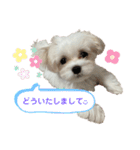 マルチーズにこのスタンプ（個別スタンプ：12）