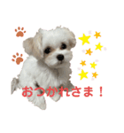 マルチーズにこのスタンプ（個別スタンプ：14）