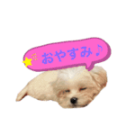 マルチーズにこのスタンプ（個別スタンプ：16）