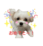 マルチーズにこのスタンプ（個別スタンプ：22）