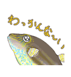 毒魚スタンプ 2（個別スタンプ：10）