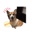 まろまろコーギー（個別スタンプ：2）