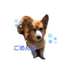 まろまろコーギー（個別スタンプ：3）