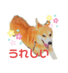 まろまろコーギー（個別スタンプ：4）