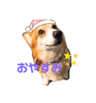 まろまろコーギー（個別スタンプ：6）