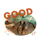 胸キュン♡おかやどかり(Hermit crab)（個別スタンプ：1）