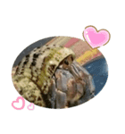 胸キュン♡おかやどかり(Hermit crab)（個別スタンプ：3）