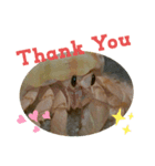 胸キュン♡おかやどかり(Hermit crab)（個別スタンプ：5）