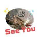 胸キュン♡おかやどかり(Hermit crab)（個別スタンプ：8）