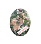 簡単な英語と日本語に薔薇の花を添えて（個別スタンプ：4）