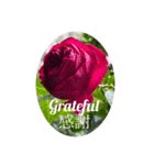簡単な英語と日本語に薔薇の花を添えて（個別スタンプ：6）