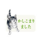 仔猫のごあいさつ（個別スタンプ：12）