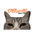 ×お礼の仕返し   ○お礼のお返し（個別スタンプ：6）