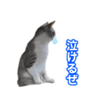×お礼の仕返し   ○お礼のお返し（個別スタンプ：11）