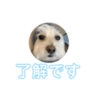 ラテ♂まるぷー（個別スタンプ：1）