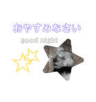ラテ♂まるぷー（個別スタンプ：3）
