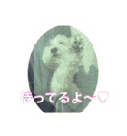 ラテ♂まるぷー（個別スタンプ：4）
