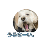 ラテ♂まるぷー（個別スタンプ：5）