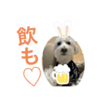 ラテ♂まるぷー（個別スタンプ：9）