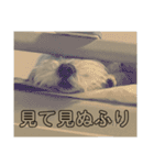 ラテ♂まるぷー（個別スタンプ：10）