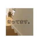 ラテ♂まるぷー（個別スタンプ：20）