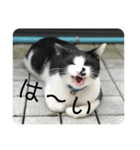 イエちゃんはね〜（個別スタンプ：1）