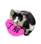 イエちゃんはね〜（個別スタンプ：2）