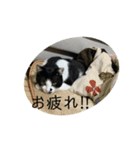 イエちゃんはね〜（個別スタンプ：3）