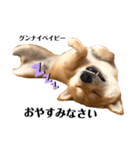 柴犬 こた兄さん2（個別スタンプ：1）