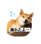 柴犬 こた兄さん2（個別スタンプ：2）