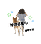 柴犬 こた兄さん2（個別スタンプ：3）