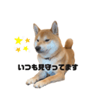 柴犬 こた兄さん2（個別スタンプ：4）