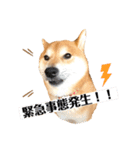 柴犬 こた兄さん2（個別スタンプ：5）