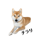 柴犬 こた兄さん2（個別スタンプ：6）