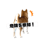 柴犬 こた兄さん2（個別スタンプ：7）
