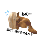 柴犬 こた兄さん2（個別スタンプ：8）