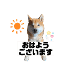 柴犬 こた兄さん2（個別スタンプ：9）