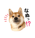 柴犬 こた兄さん2（個別スタンプ：10）