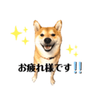 柴犬 こた兄さん2（個別スタンプ：11）