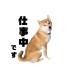 柴犬 こた兄さん2（個別スタンプ：12）