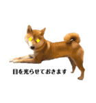 柴犬 こた兄さん2（個別スタンプ：13）
