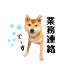 柴犬 こた兄さん2（個別スタンプ：14）