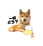 柴犬 こた兄さん2（個別スタンプ：15）