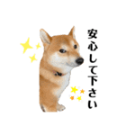 柴犬 こた兄さん2（個別スタンプ：16）