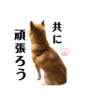 柴犬 こた兄さん2（個別スタンプ：17）