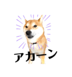柴犬 こた兄さん2（個別スタンプ：18）