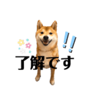 柴犬 こた兄さん2（個別スタンプ：19）