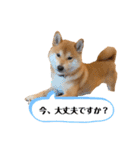 柴犬 こた兄さん2（個別スタンプ：20）