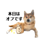 柴犬 こた兄さん2（個別スタンプ：21）