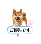 柴犬 こた兄さん2（個別スタンプ：22）